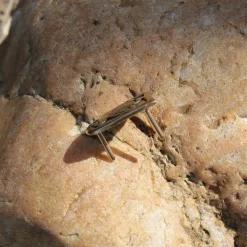 Viking Gurtzunge Birka -Schuhe & Stiefel Verkaufsladen viking gurtzunge birka 3